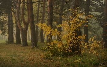 Sonnenaufgang über dem Fluss / ***