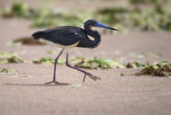Tricolored Heron / Tricolored Heron