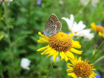 Kupfer-Schmetterling Schmetterling / ***