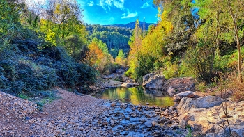 La Riba - ànec al riu Brugent - Alt Camp / La Riba - ànec al riu Brugent - Alt Camp