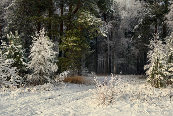 Am Rande des Waldes / ***