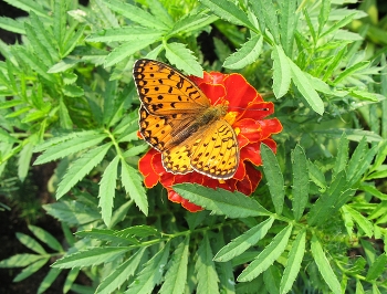 Flora und Fauna / ***