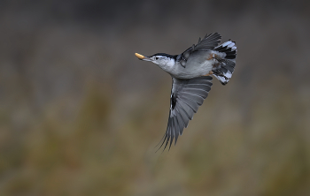 White-breasted Nuthatch / White-breasted Nuthatch
