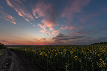 Warten auf die Sonne / ***