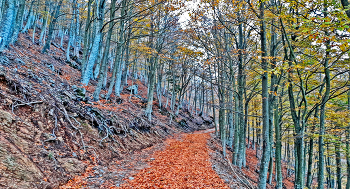 Matagalls (Montseny) - Fageda de l'Obaga - Vallès Oriental / Matagalls (Montseny) - Fageda de l'Obaga - Vallès Oriental