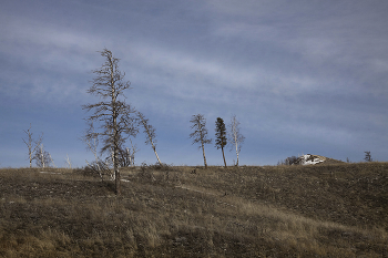 Russischen Wald / ***