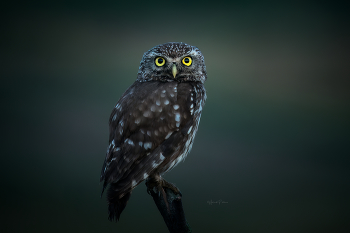 waiting for dawn / ***