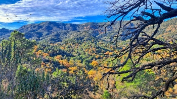 L'Argentera - bosc - Baix Camp / L'Argentera - bosc - Baix Camp