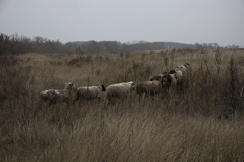 Evening Promenade / ***
