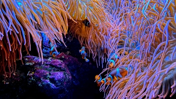 O Grove - aquari - Pontevedra / O Grove - aquari - Pontevedra