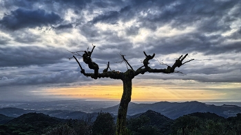 Alforja - ermita de Puigcerver (arbre) - Baix Camp / Alforja - ermita de Puigcerver (arbre) - Baix Camp
