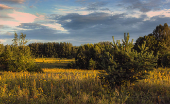 Abend in den Wald / ***