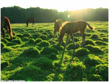 Nebel zerstreut / ***