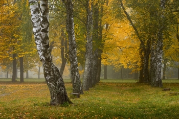 Nebliger Morgen / ***