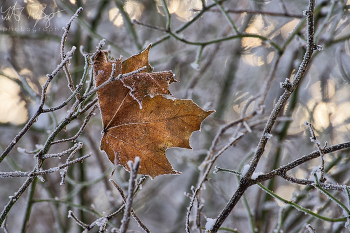 Januar / Ein gefrorenes Blatt im Winter.
