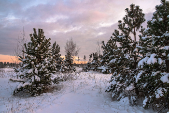 Im Winterwald. / ***