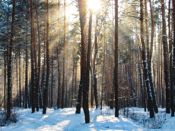 Frost und Sonne / ***