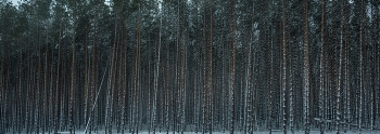 Pine forest / ***