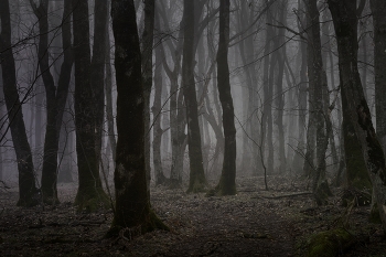 Nebliger Morgen / ***