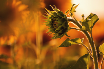 Violence of Summer / ***