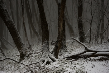 Nebliger Morgen / ***