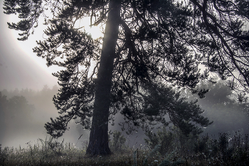 Einsame Kiefer / ***