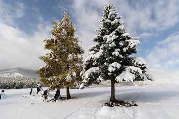 Gelbe und grüne / ***