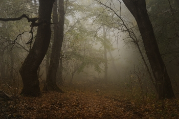 Nebliger Morgen / ***