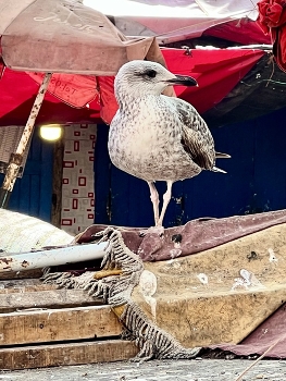 Seagull in a fish market / Seagull in a fish market in Morocco