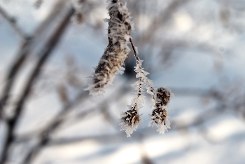 Frosty evening / ***