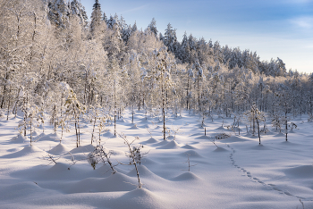 On the edge of the swamp. / ***
