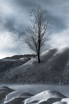 Einsamer Baum / ***