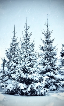 Winter in the yard / ***