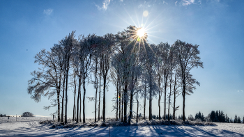 &nbsp; / wald im gegenlicht
