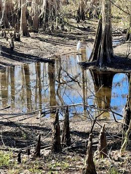 Tropical jungle in winter / Cypress trees knees in a tropic forest in winter