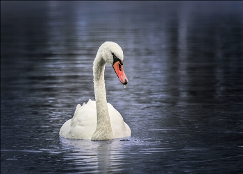 Swan / ***
