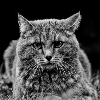 Schau mir in die Augen / ***