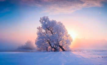 frostigen Morgengrauen / ***