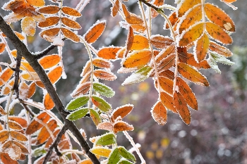 Sunrise over the river / ***