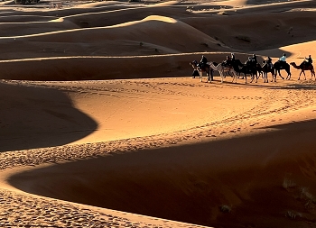 Caravan in the Sahara dunes / Caravan in the Desert Sahara sand dunes
