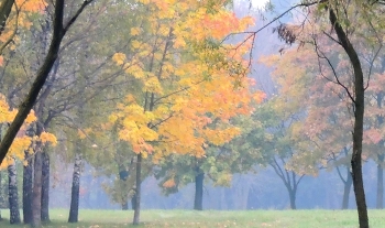 Misty autumn / ***