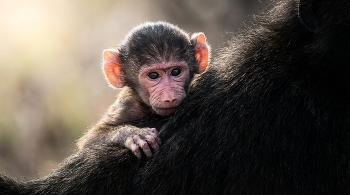 Unter dem Schutz der / ***