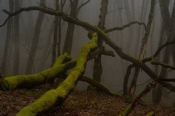 Nebliger Morgen / ***