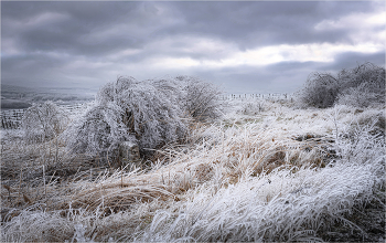 In Wintergrasp / ***