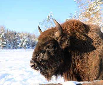winter portrait / ***