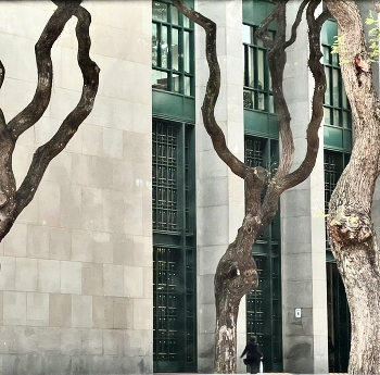 Dancing trees / Trees lining a street in Sāo Paolo, Brazil