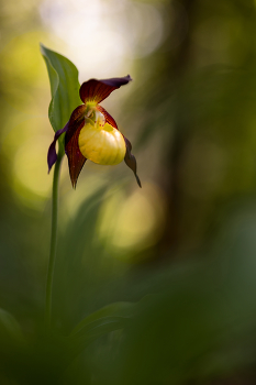 Frauenschuh / Orchideen