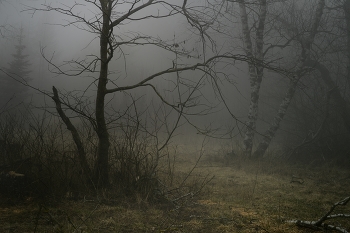 Nebliger Morgen / ***