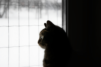 Warten auf den Frühling / ***