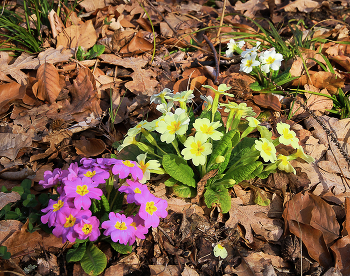 Am ersten Tag des Frühlings / ***
